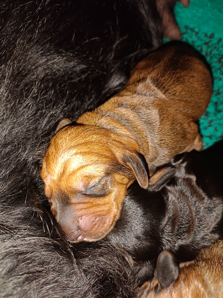 FAUVE ET NOIR ET FEU