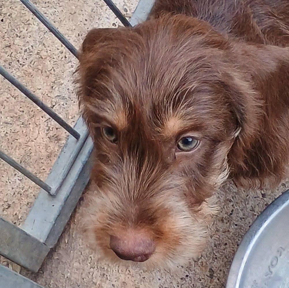 CHIOTS DISPO DE SUITE