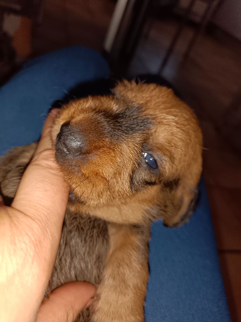 DERNIERES PHOTOS DU CHIOT DISPO !!