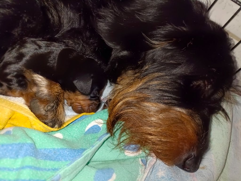 LES BEBES
